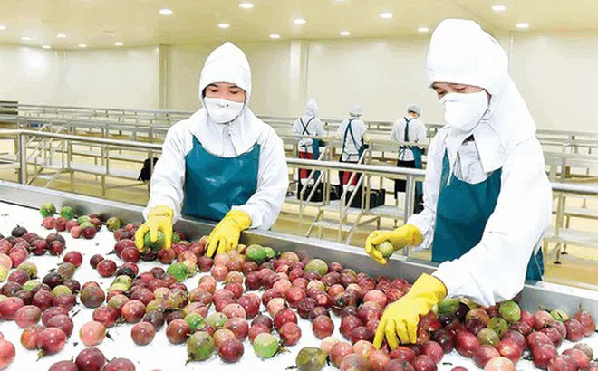 Việt Nam - Trung Quốc ký kết thêm 4 nghị định thư xuất khẩu nông sản