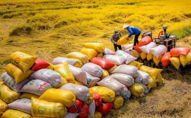 Giá xuất khẩu gạo trung bình 4 tháng giảm 19,8%