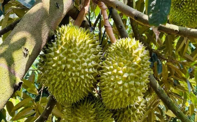 Việt Nam và Trung Quốc thống nhất tháo gỡ vướng mắc xuất khẩu sầu riêng