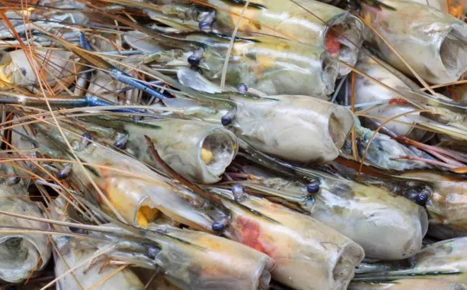 Đẩy mạnh chế biến sâu phụ phẩm nông nghiệp