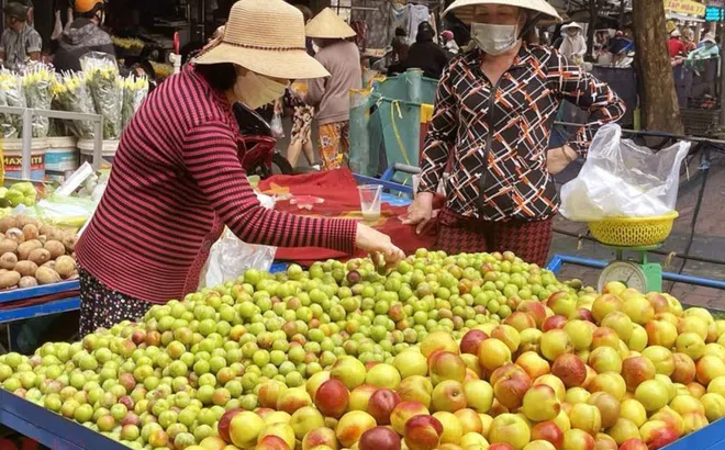 Hà Nội: Cẩn trọng với các loại Đào, Mận được quảng có nguồn gốc từ Sa Pa, Mộc Châu