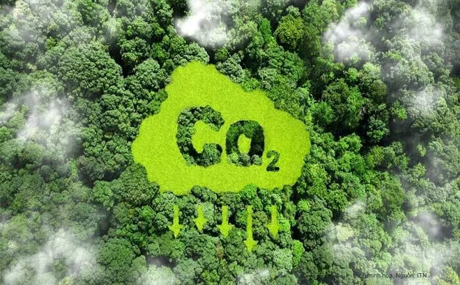 Hoàn thiện khung pháp lý để minh bạch thị trường carbon rừng