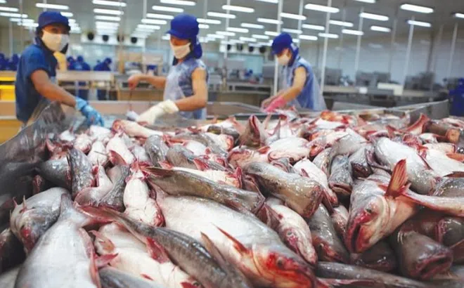 Xuất khẩu cá tra vượt mốc 1 tỷ USD trong nửa đầu năm