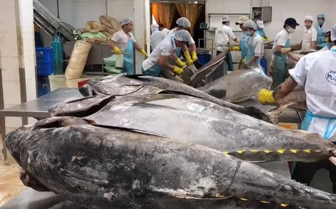 Cá ngừ Việt Nam đang dần mất lợi thế tại Mỹ với mức thuế đối ứng 20%