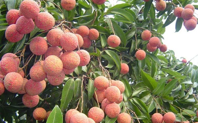 Bắc Giang: Đẩy mạnh quảng bá, xúc tiến tiêu thụ vải