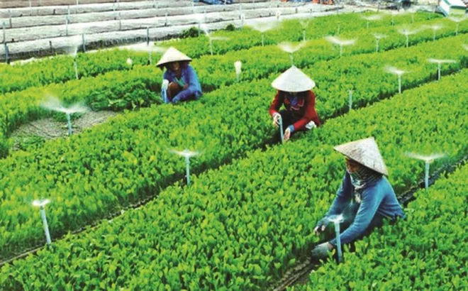 Kiện toàn Ban Chỉ đạo đổi mới, phát triển kinh tế tập thể, hợp tác xã