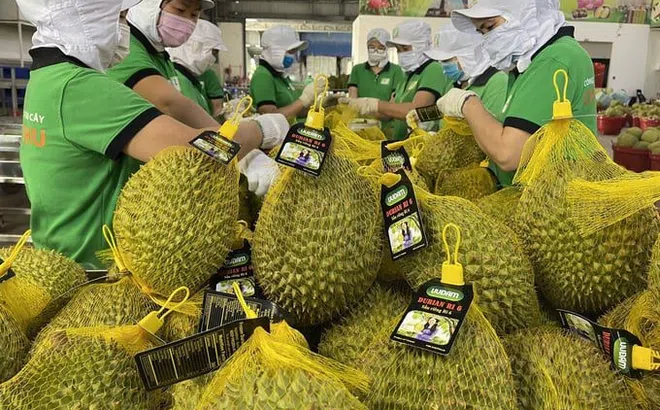 Cấp gần 7.000 mã số vùng trồng để xuất khẩu quả tươi