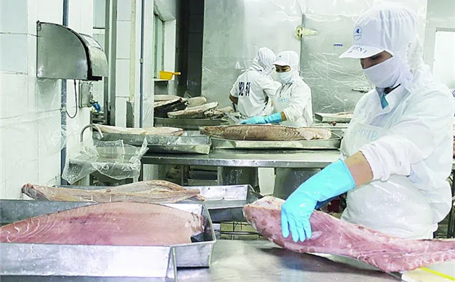 Doanh nghiệp thuỷ sản kiến nghị ưu đãi thuế thu nhập doanh nghiệp