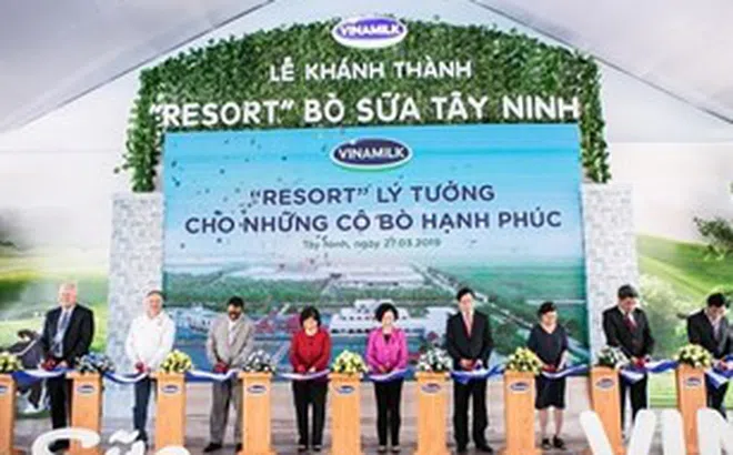 Hệ thống trang trại bò sữa Vinamilk đạt mức tăng trưởng ấn tượng
