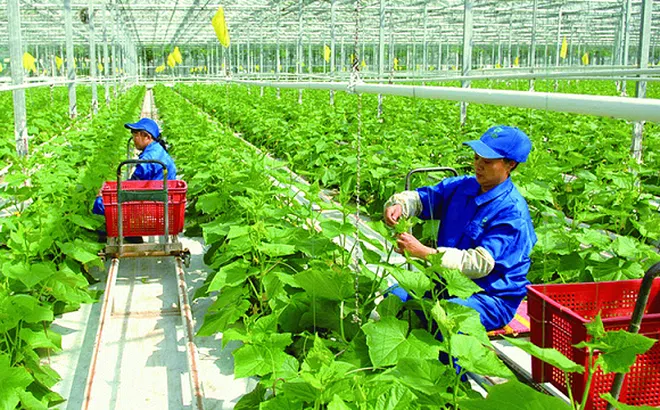 Thanh Hoá: Phát triển các sản phẩm nông nghiệp chủ lực tỉnh giai đoạn 2021 - 2025, định hướng đến năm 2030