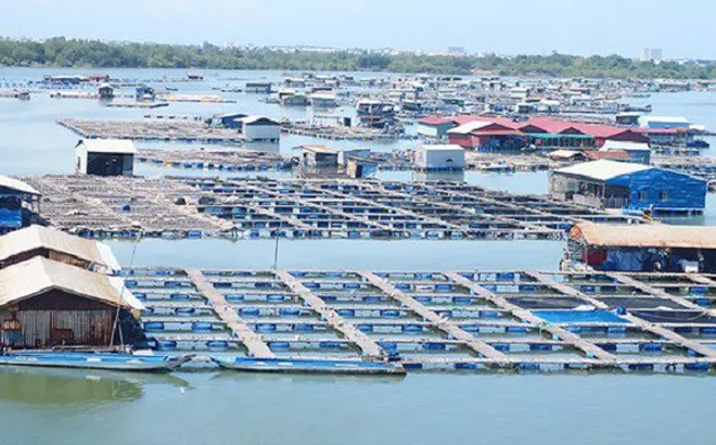 Thanh Hóa: Khó khăn trong tiếp cận các chính sách hỗ trợ phát triển thủy sản