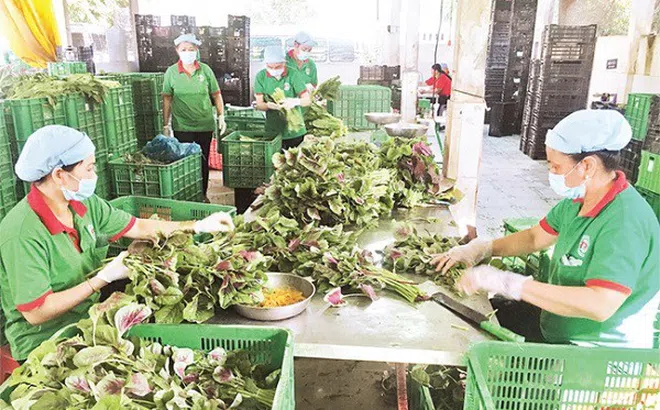 Đến 2025, thành lập mới 10.000 tổ chức kinh tế tập thể