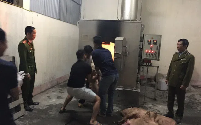 Hoà Bình: Tạm giữ gần nửa tấn thịt heo từ vùng dịch tả heo châu Phi đi tiêu thụ