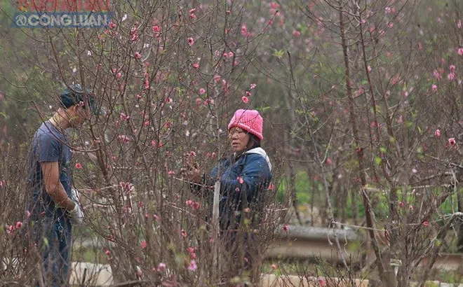 Tạo thuận lợi để người dân được khai thác, kinh doanh đào, mai dịp Tết