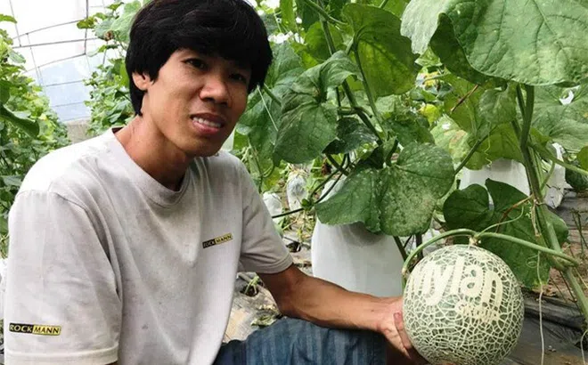 Dưa lưới khắc chữ thư pháp còn nằm ngoài vườn đã “cháy hàng”