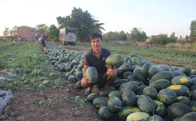 Gia Lai: 500 đồng/kg dưa hấu, nông dân khóc ròng bỏ mặc cả ruộng dưa