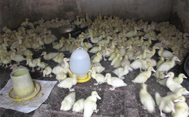 Hưng Yên: Thu 40 triệu đồng/tháng với cách nuôi ngan Pháp mới lạ