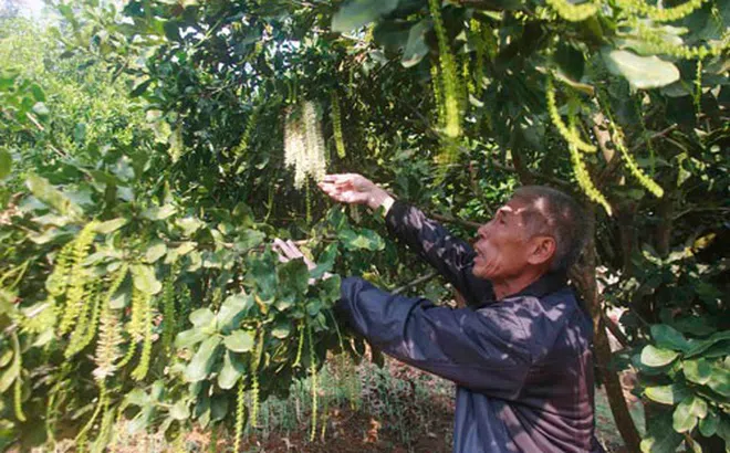 Lai Châu: Trở thành tỷ phú từ trồng cây mắc ca