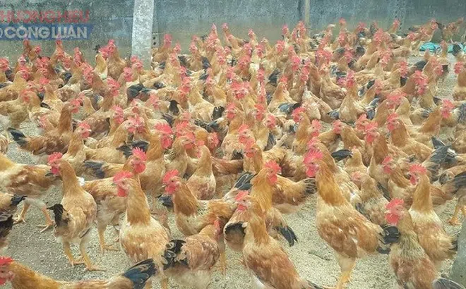 Thanh Hóa: Tiêm phòng để bao vây, dập dịch cúm A/H5N6 cho tổng đàn gia cầm