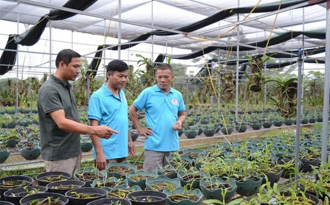 Hà Nội: Làm giàu từ nghề trồng lan rừng