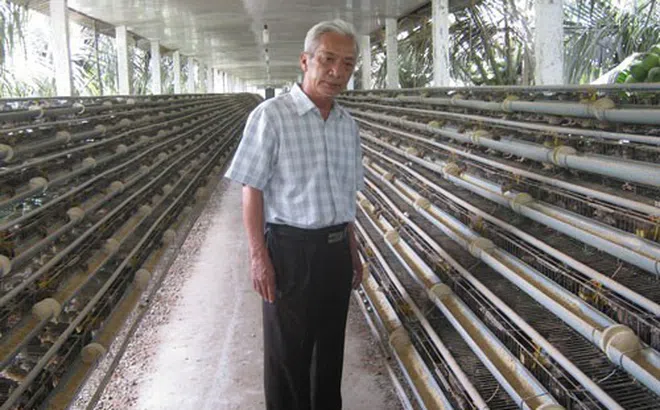 Tiền Giang: Hợp tác liên kết sản xuất trứng cút xuất khẩu