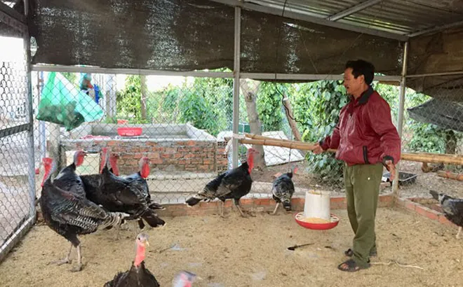 Đắk Lắk: Thu nhập cao từ nuôi gà lôi