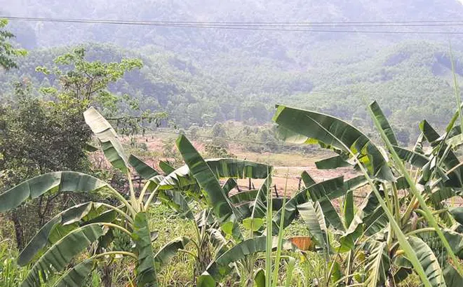 Xã Đại Hồng-H. Đại Lộc (Quảng Nam): Người dân "tố" doanh nghiệp trộm đất bán cho nhà máy gạch