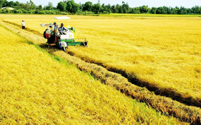 Doanh nghiệp Tiền Giang tham gia liên kết tiêu thụ lúa gạo