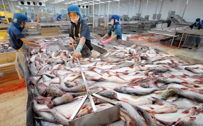 Xuất khẩu thủy sản bắt đầu tăng trở lại