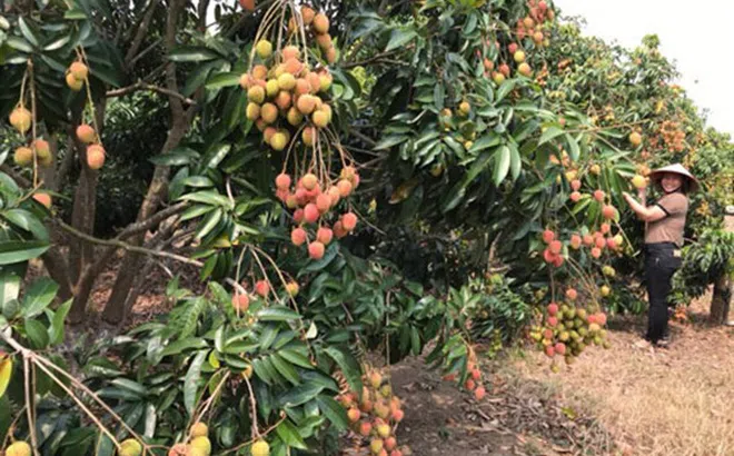 Xây dựng 3 kịch bản xuất khẩu và tiêu thụ vải thiều