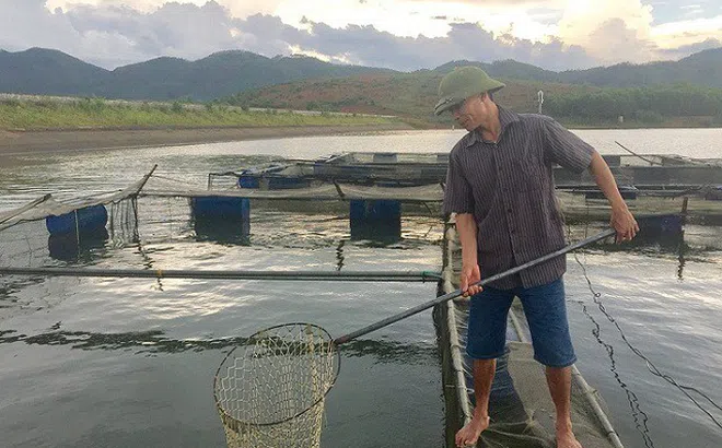Sơn La: Chuyện nuôi cá lồng trên lòng hồ thủy điện của HTX thủy sản Hồ Quỳnh