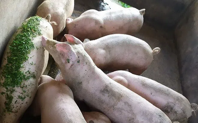 Giá heo hơi hôm nay 23/6: Thịt heo Thái được bán ra thị trường, giá heo hơi cả nước đồng loạt giảm