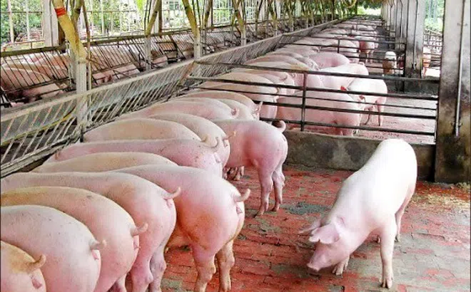 Giá heo hôm nay 24/6: Đón 500 con heo sống nhập từ Thái Lan - Giá thịt heo vẫn chưa thể giảm